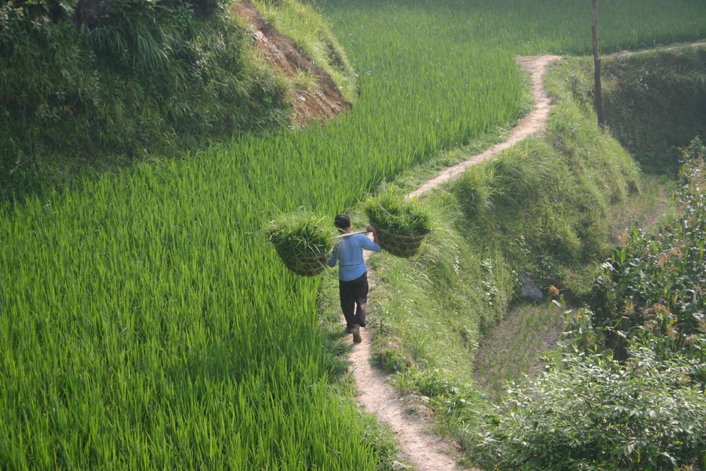China_Guizhou_WildChina