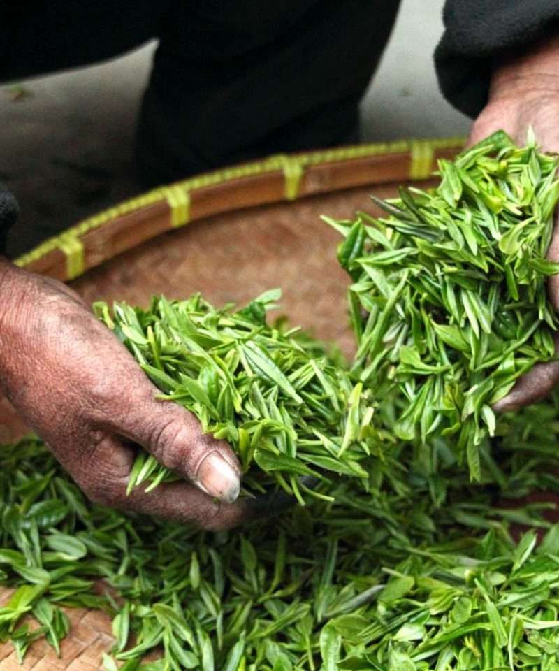 Tea leaves Harvest Fujian