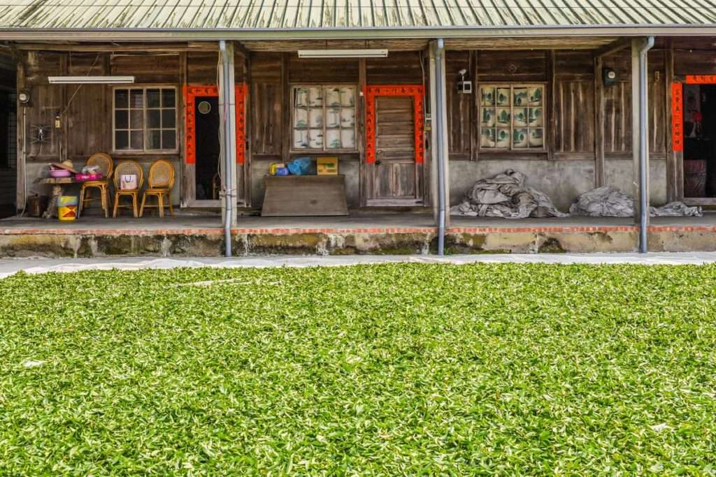 tea Island - Tea drying outside, Alishan, Taiwan