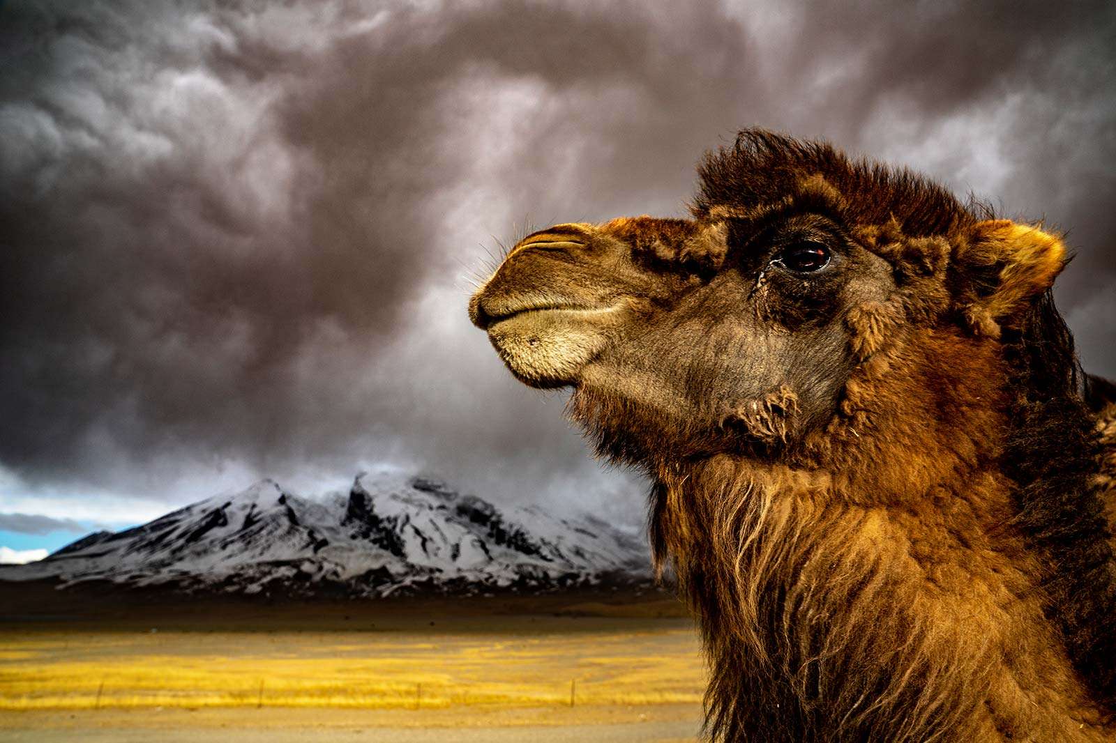 A camel resting in the Gobi Desert