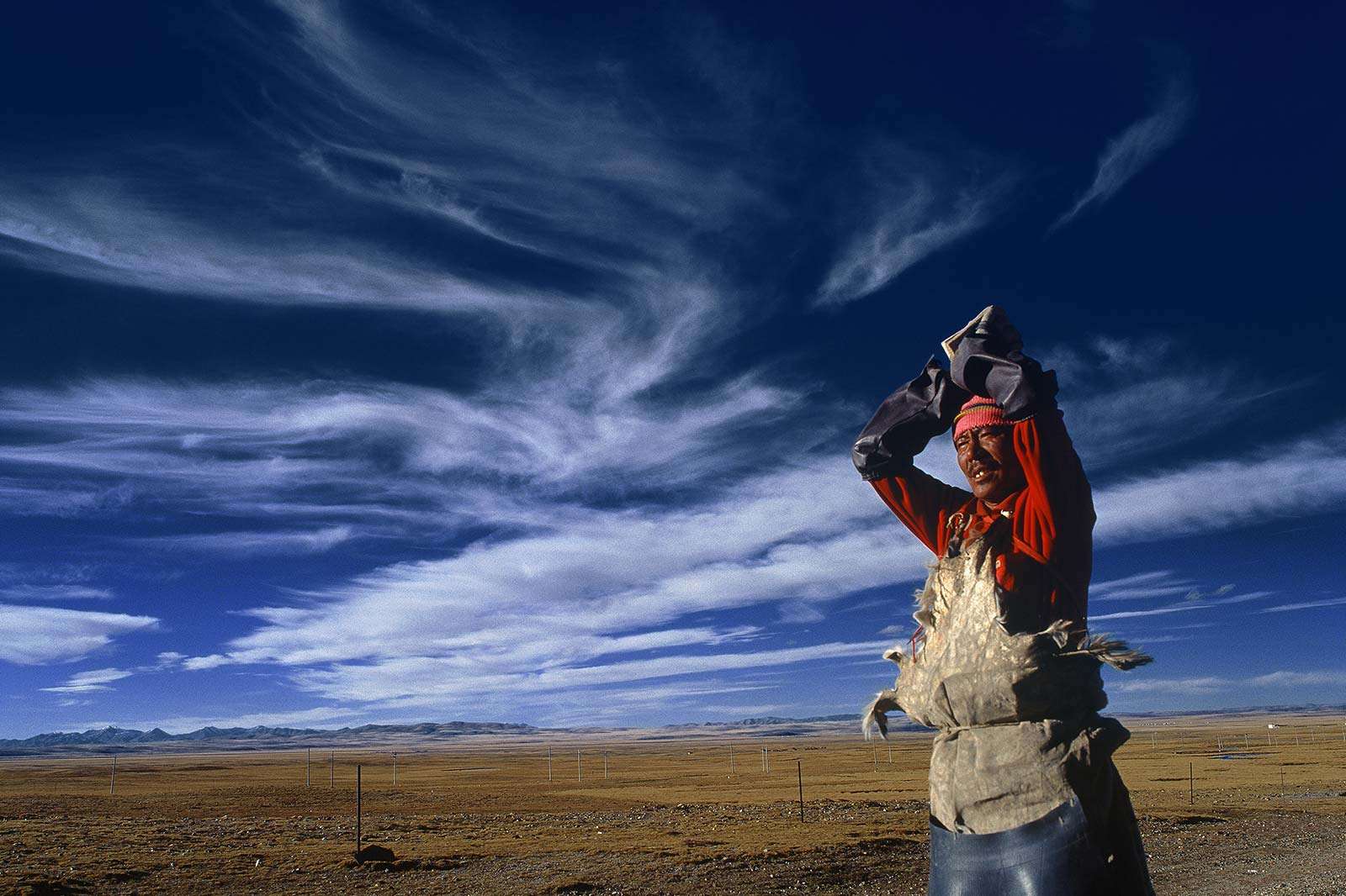 Man looking after cattle on the Tibetan plateau