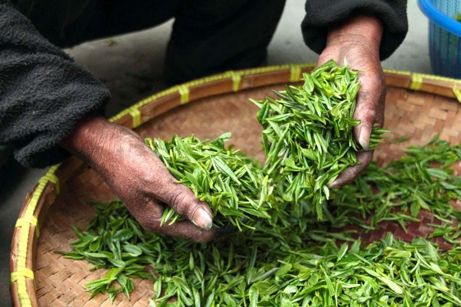 Tea leaves Harvest Fujian